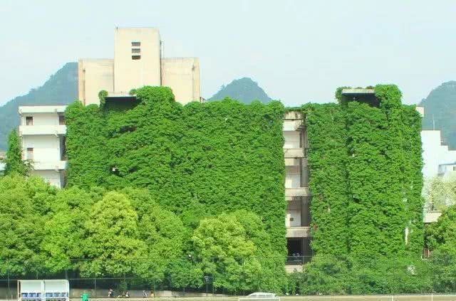 【探秘绿色巨瀑】贵阳高校爬山虎占领9层图书馆 看网红“学霸虎”如何攀登