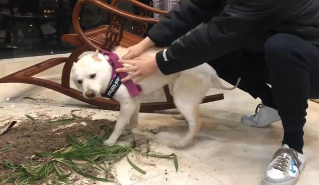 “案发现场”9吴磊的盆栽被狗撞翻 真是人算不如狗算