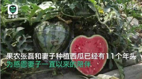 酸了酸了！瓜农种心形西瓜520赠爱妻 浪漫都是别人家的！