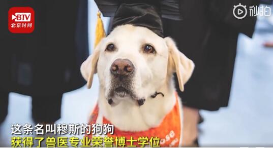 【人不如狗系列】8岁治疗犬获博士学位 气质这块更是拿捏得死死的