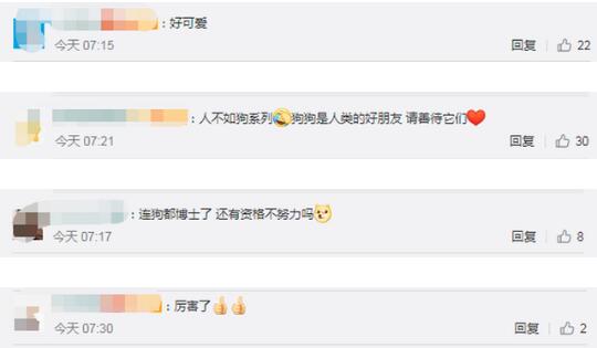 【人不如狗系列】8岁治疗犬获博士学位 气质这块更是拿捏得死死的