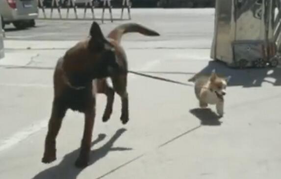 【顺手牵狗】警犬叼回一只走失小柯基是怎么回事?神犬巴万练出“职业病”什么情况?