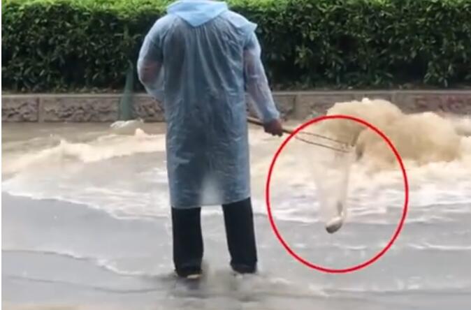 笑cry!广州雨后路人当街捕鱼 网友：下水道的鱼哪儿来的?