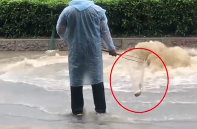 【围观】广州雨后路人当街捕鱼是怎么回事?首场“龙舟水”什么情况?