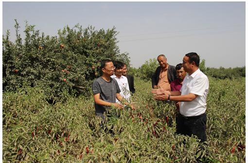 总书记和我话扶贫：沙海里长出致富“金石榴”