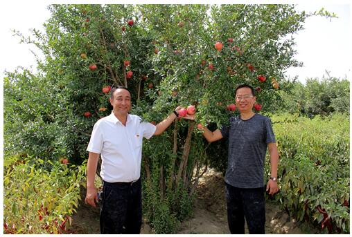 总书记和我话扶贫：沙海里长出致富“金石榴”