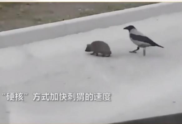 太可爱了吧~乌鸦督促慢性子刺猬过马路 啄刺猬屁股：你倒是快走呀