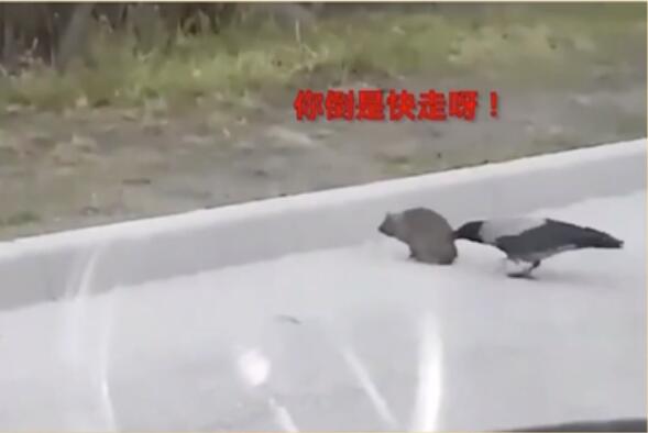 太可爱了吧~乌鸦督促慢性子刺猬过马路 啄刺猬屁股：你倒是快走呀