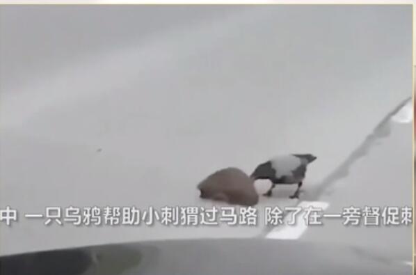 太可爱了吧~乌鸦督促慢性子刺猬过马路 啄刺猬屁股：你倒是快走呀