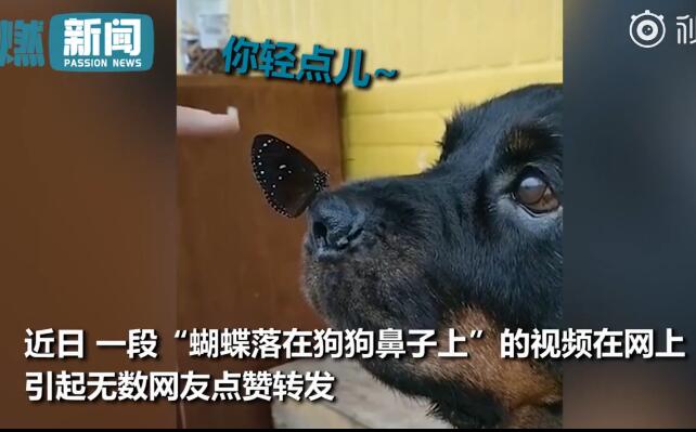 【吸猫撸狗】蝴蝶落在小狗鼻子上 怎么办？狗子一动不敢动