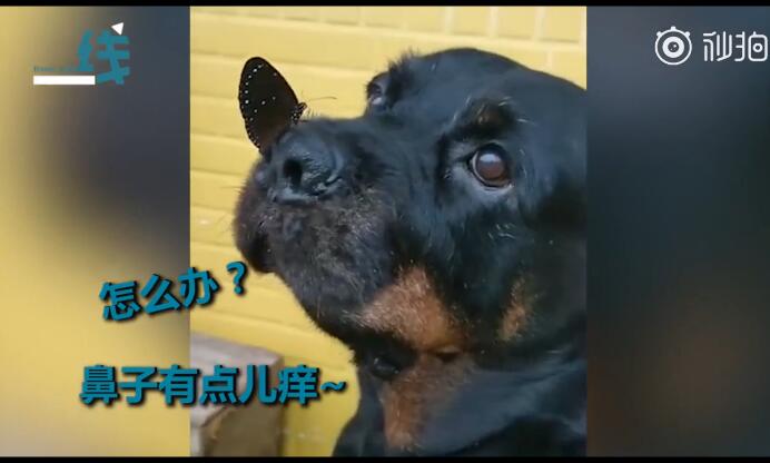 【吸猫撸狗】蝴蝶落在小狗鼻子上 怎么办？狗子一动不敢动