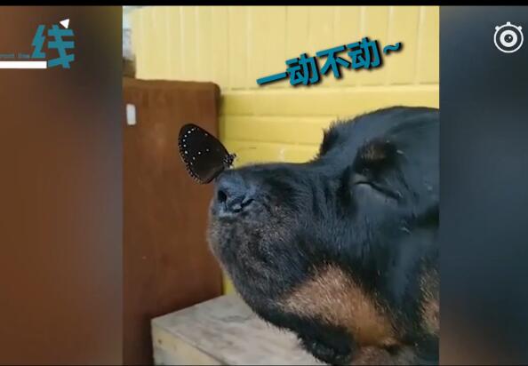 【吸猫撸狗】蝴蝶落在小狗鼻子上 怎么办？狗子一动不敢动