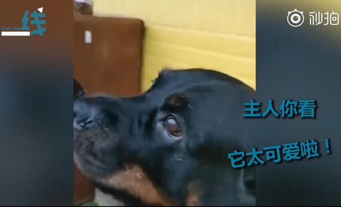 【吸猫撸狗】蝴蝶落在小狗鼻子上 怎么办？狗子一动不敢动