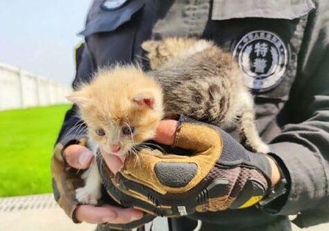 【治愈】流浪小奶猫陪特警哥哥训练 特警蜀黍瞬间被征服