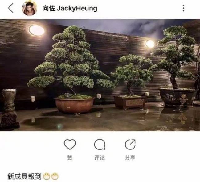 【持续吃瓜】向太发文疑否认郭碧婷怀孕 对三个盆栽满脸问号