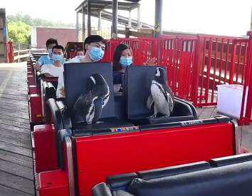 【萌翻众人】武汉欢乐谷有两只企鹅游客 现场图曝光也太可爱了吧