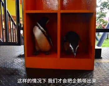 【萌翻众人】武汉欢乐谷有两只企鹅游客 现场图曝光也太可爱了吧