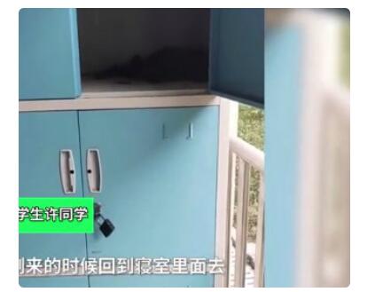 宿舍柜子孵出4只鸟 鸟儿飞进阳台柜子搭窝