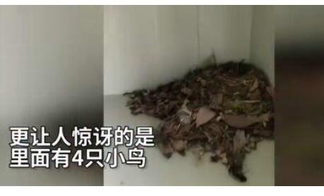 宿舍柜子孵出4只鸟 鸟儿飞进阳台柜子搭窝