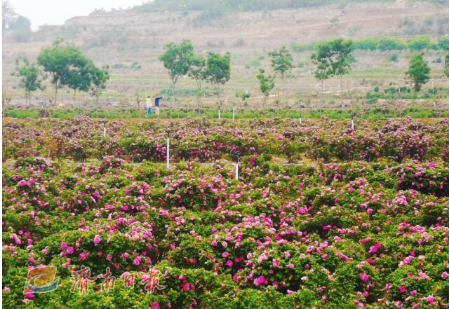 绚烂花事掀起"玫瑰涟漪"——探寻平阴玫瑰文化节的"美丽"力量