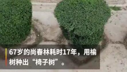 老农耗时17年种出椅子树是怎么回事?“椅子树”8万元都不卖什么情况?