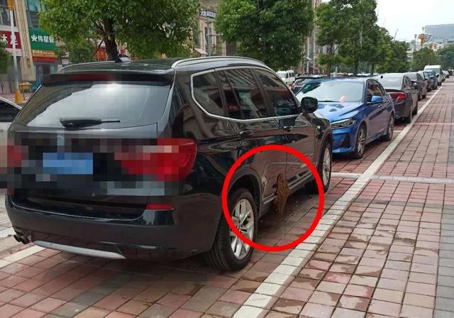 慎点!上千只蜜蜂在宝马车上筑巢 为什么蜜蜂会在轿车上筑巢?