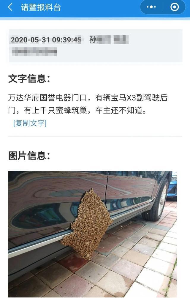 慎点!上千只蜜蜂在宝马车上筑巢 为什么蜜蜂会在轿车上筑巢?