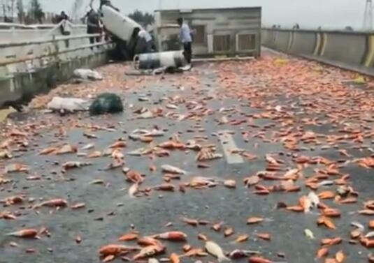 【好运连连】货车侧翻上万锦鲤掉落高速路面一片红色 网友：摆个烧烤摊吧