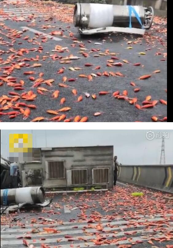 【好运连连】货车侧翻上万锦鲤掉落高速路面一片红色 网友：摆个烧烤摊吧