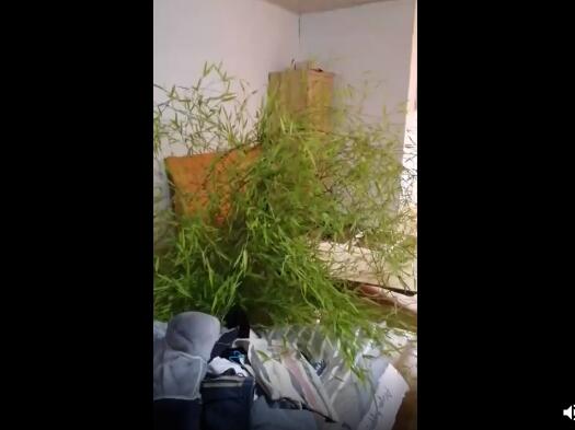 势如破竹！男子4个月没回家床头长竹子 枝繁叶茂长势旺盛