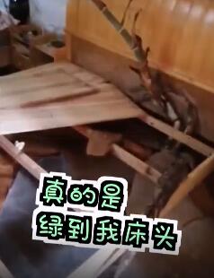 【绿到头】男子4个月没回家床头长竹子撑破地板 现场视频图片曝光原来是这样!