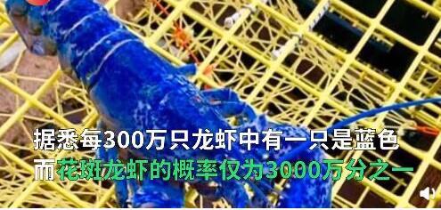 【特殊礼物】渔民捕获罕见彩色龙虾 蓝龙虾和花斑龙虾捕获原因曝光真相惊人