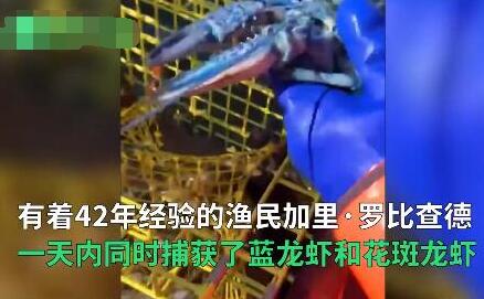 【特殊礼物】渔民捕获罕见彩色龙虾 蓝龙虾和花斑龙虾捕获原因曝光真相惊人