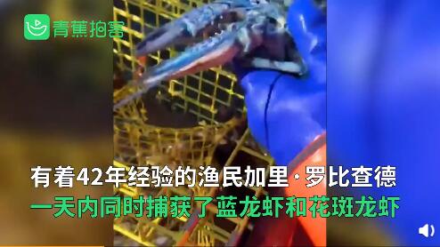 上天的馈赠！渔民捕获罕见彩色龙虾 几天前曾在附近救落水男孩