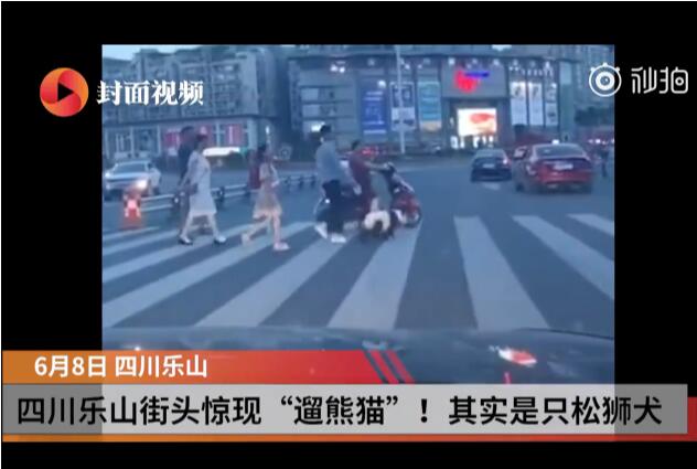 哭笑不得!街头遛熊猫真相是什么？竟然是松狮犬染成了熊猫的样子