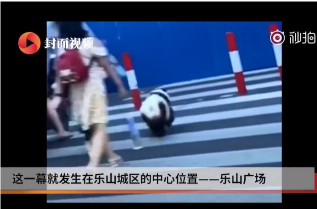 哭笑不得!街头遛熊猫真相是什么？竟然是松狮犬染成了熊猫的样子