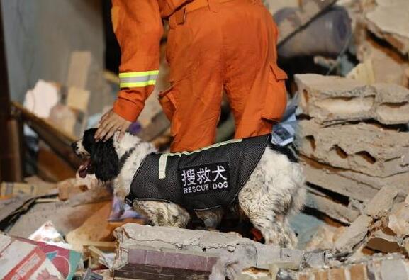 浙江温岭油罐车爆炸 搜救犬参与爆炸救援受伤 它们也是战士