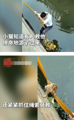 爱了！小伙下臭水沟救流浪猫被点赞 仅用一根吊绳就轻松救起功夫了得