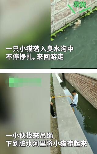 爱了！小伙下臭水沟救流浪猫被点赞 仅用一根吊绳就轻松救起功夫了得