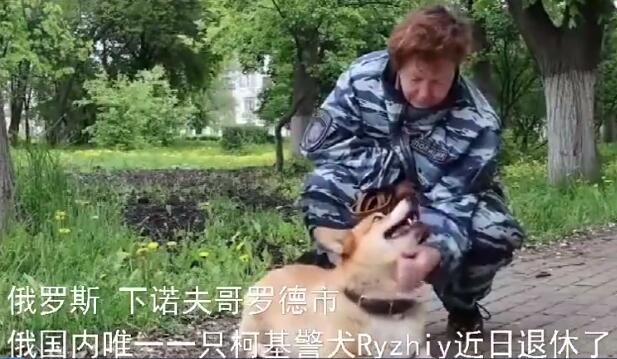 【凭实力出道】俄罗斯唯一一只柯基警犬退休 工龄7年半如今光荣退役