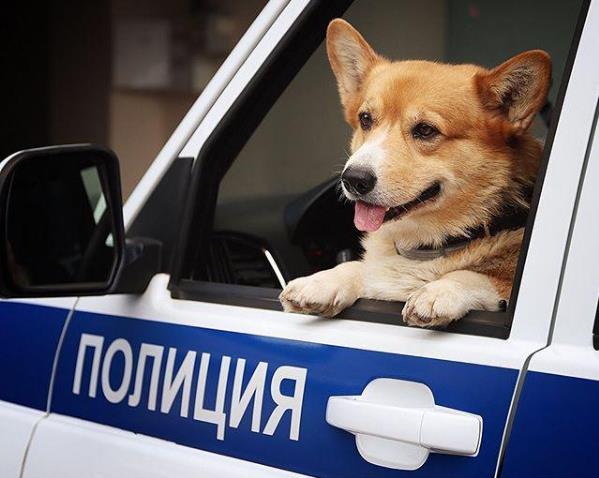 可爱本尊!俄罗斯唯一一只柯基警犬退休 9岁萌汪已在执法机构工作了7年半