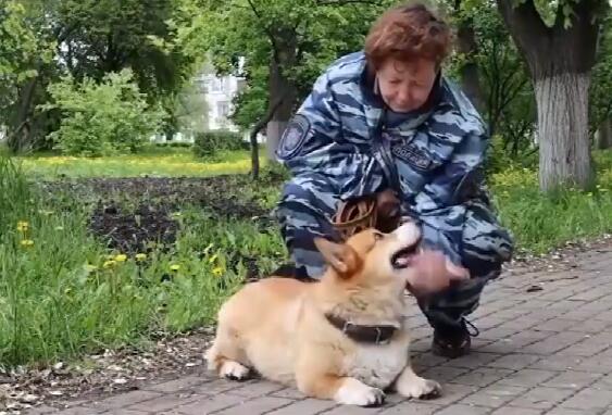 【短腿逆袭俄】俄罗斯唯一一只柯基警犬退休 可爱又优秀