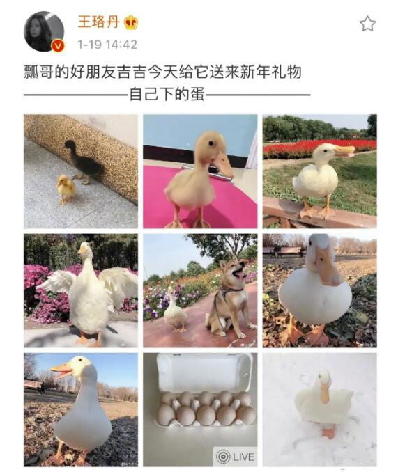 王珞丹发寻鸭启事|瓢哥着急！王珞丹发寻鸭启事 附上未打码监控：揭开柯尔鸭去向之谜