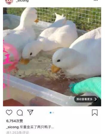 王珞丹发寻鸭启事|瓢哥着急！王珞丹发寻鸭启事 附上未打码监控：揭开柯尔鸭去向之谜