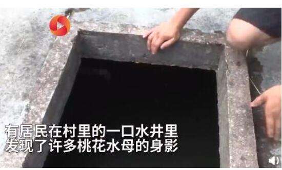 海南农家水井出现大量桃花水母 6亿年古腔肠动物桃花水母水中活化石