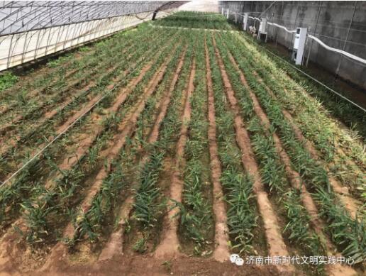 【助力脱贫攻坚 报业全媒初级】第八场直播即将来袭：直播惠农 志愿有我 7月6日下午带您走进莱芜区东汶南村了解“姜文化”