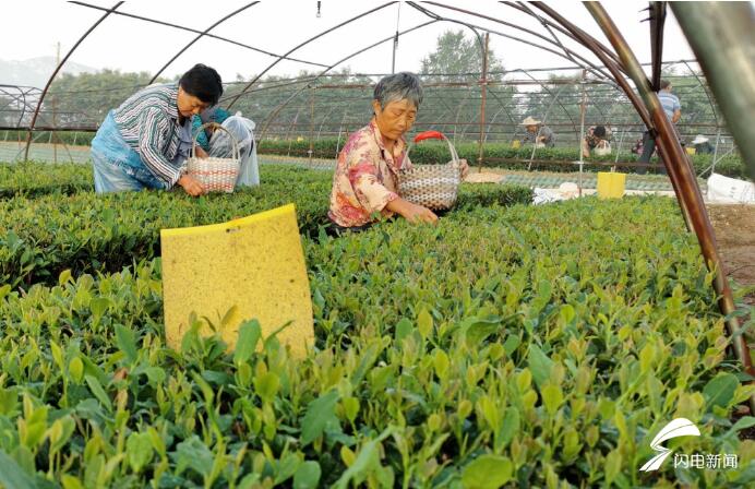 蹲点乡村看振兴｜泰安北崖村：农民有了“新职业”，小茶叶托起脱贫增收希望