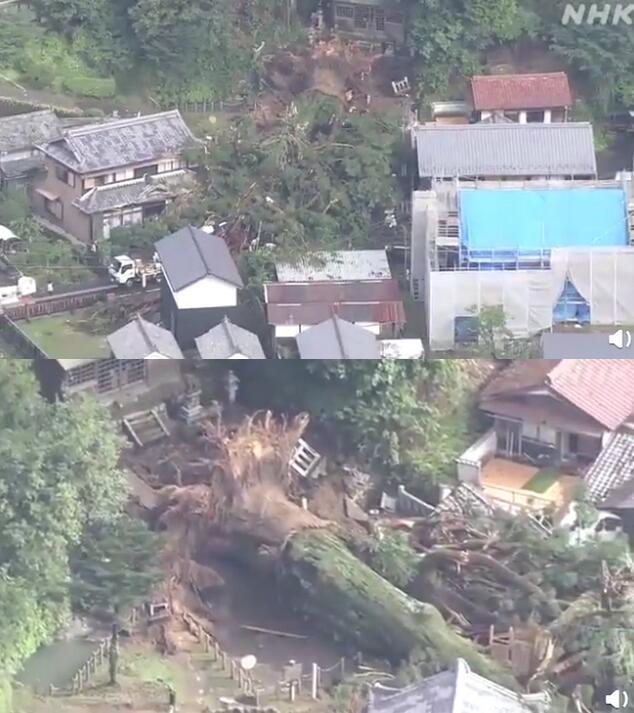 日本千年神树因大雨连根倒地|还能就活吗？日本千年神树因大雨连根倒地 网友:好可惜 希望还能救活