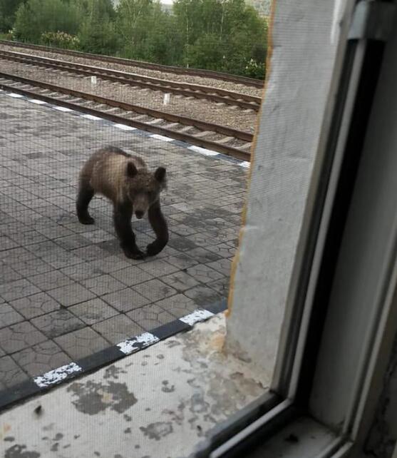 出社会以后-挂机方案【熊出没】呼伦贝尔哈达火车站惊现黑熊是怎么回事?毕竟发生了什么？ ...挂机论坛(1)