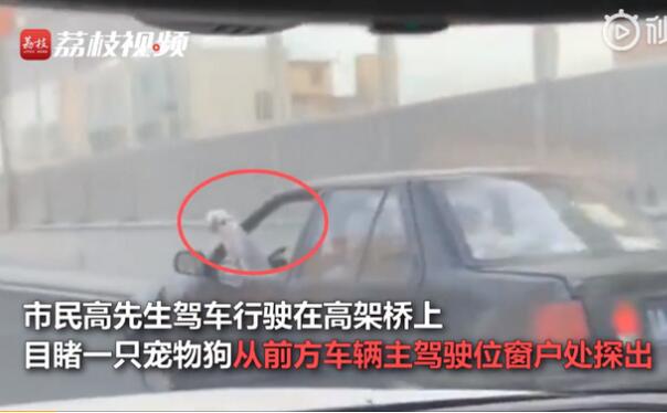 把他惊呆了！司机开车时边撸狗边看书 送你一首小白船